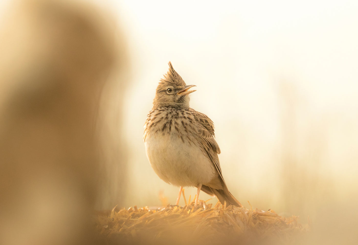 Een kuifleeuwerik blijft rustig z'n liedje kwelen. © Rudi Debruyne