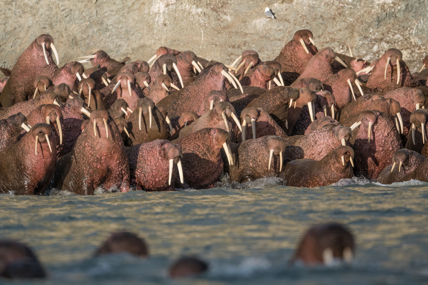 KamtchatkaBillyHerman (100 van 337) Een groep walrussen © Billy Herman