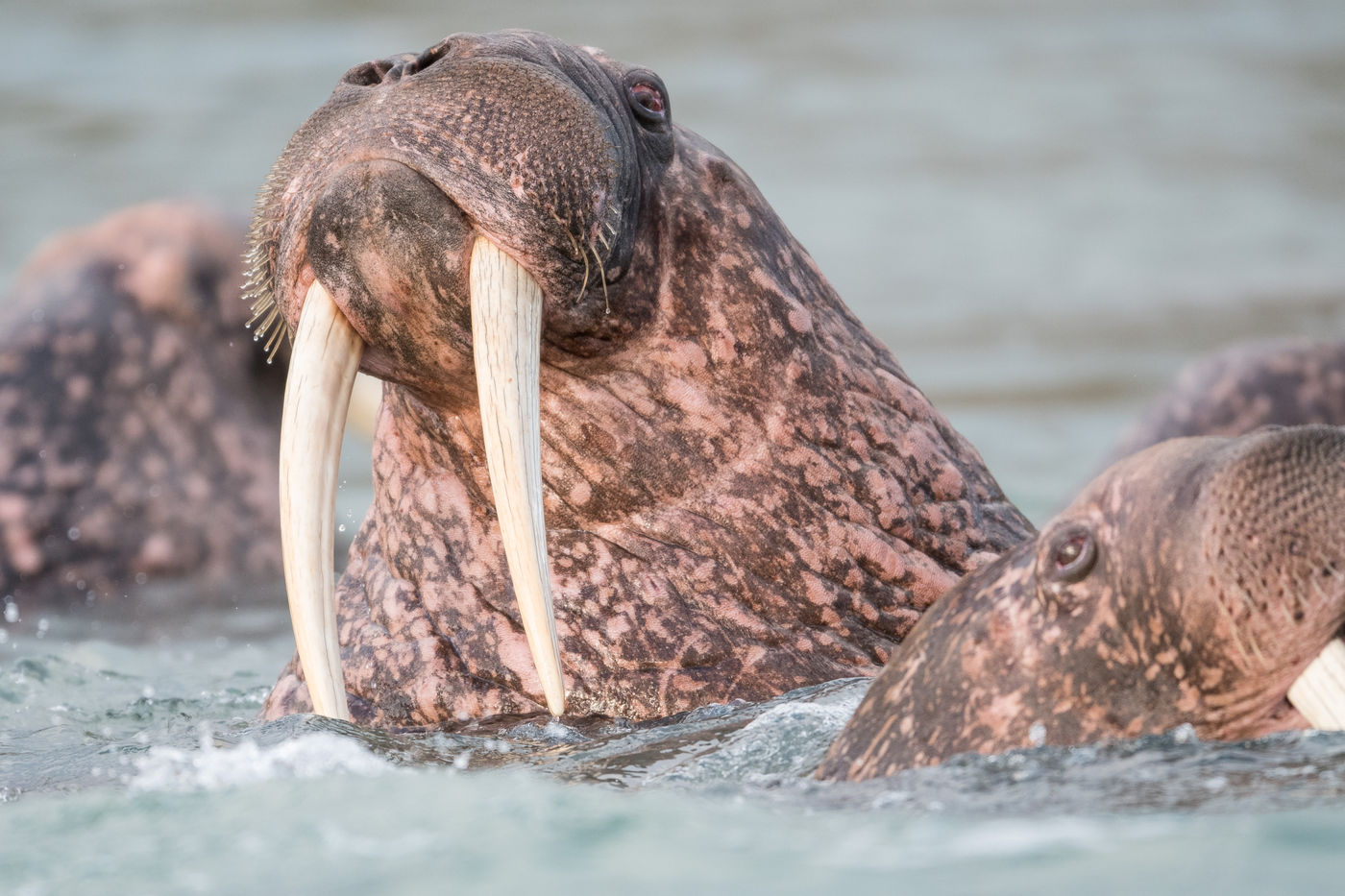 KamtchatkaBillyHerman (107 van 337) Close-up walrus © Billy Herman