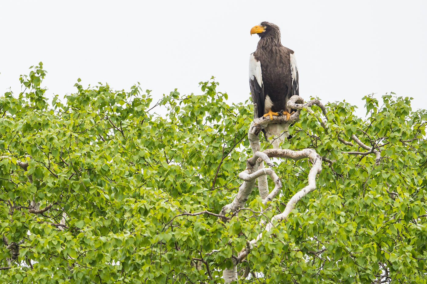 KamtchatkaBillyHerman (145 van 337) Een volwassen mannetje bij het nest. © Billy Herman