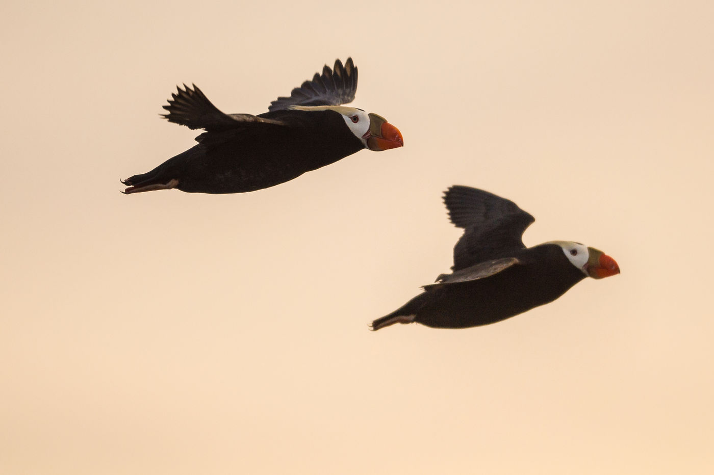 KamtchatkaBillyHerman (152 van 337) Tufted puffins in vlucht. © Billy Herman
