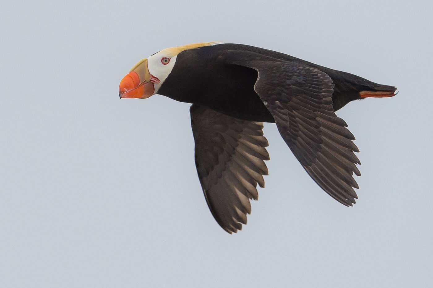 KamtchatkaBillyHerman (182 van 337) Een vluchtplaatje van een tufted puffin die wel erg dicht kwam. © Billy Herman