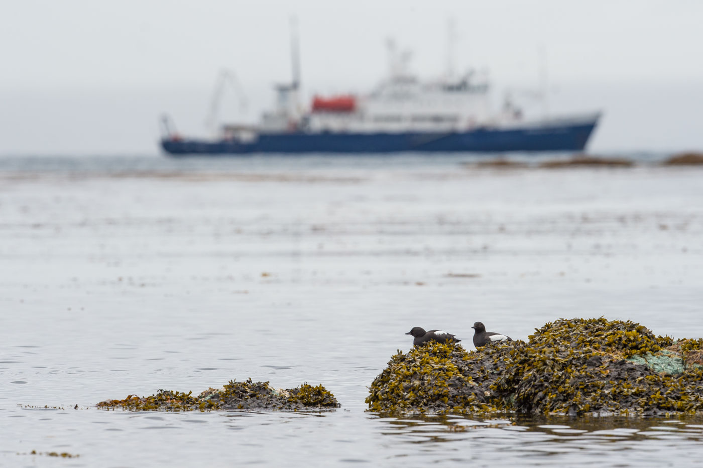 KamtchatkaBillyHerman (186 van 337) Een sfeerbeeld van pigeon guillemots. © Billy Herman