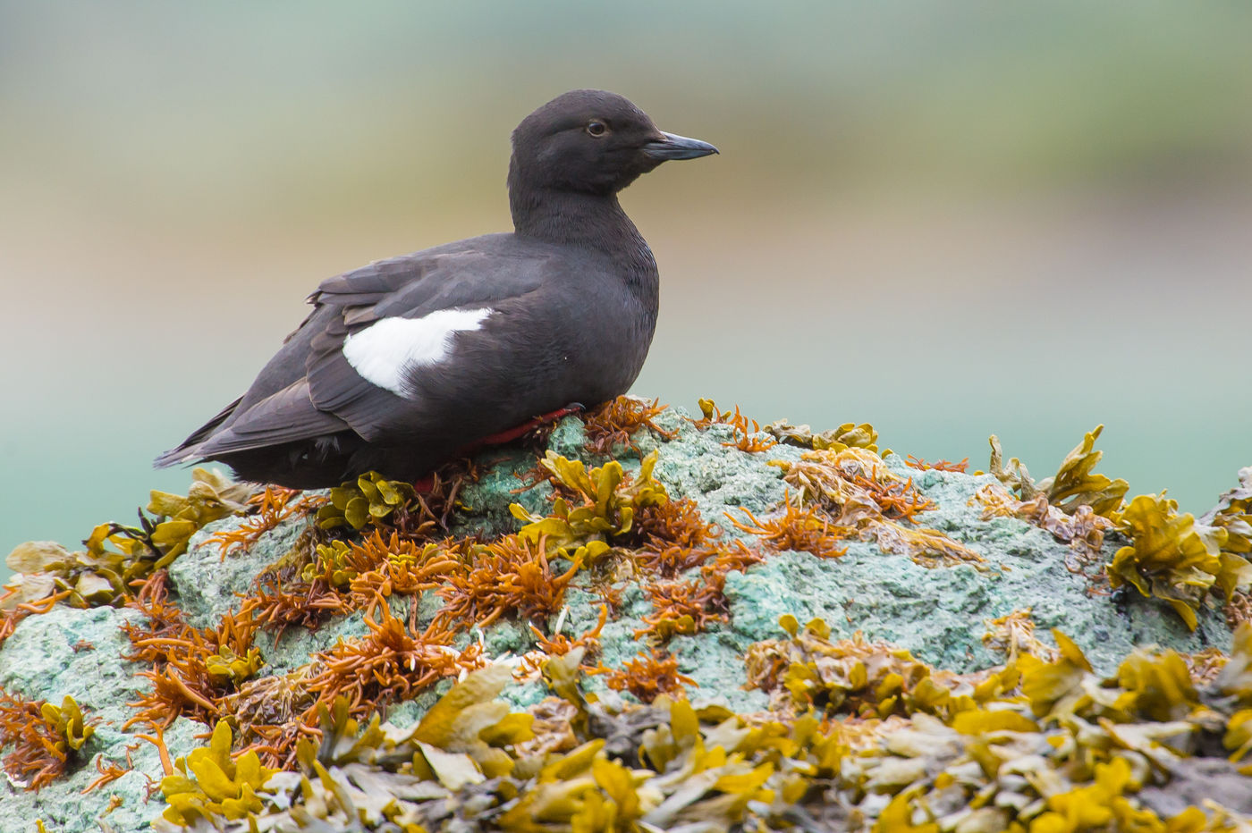 KamtchatkaBillyHerman (187 van 337) Een pigeon guillemot houdt de wacht. © Billy Herman