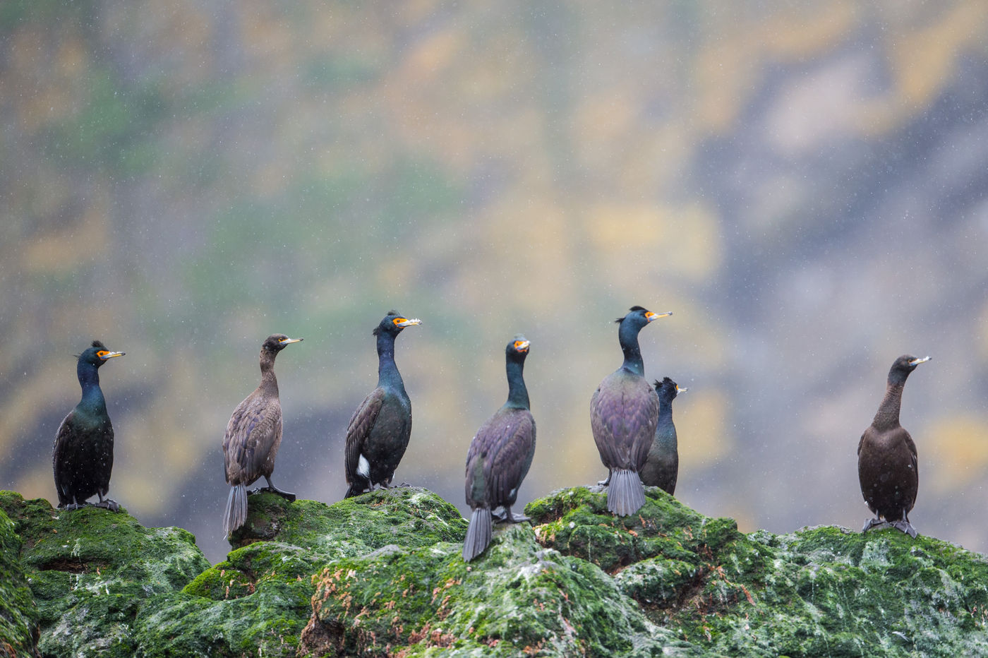 KamtchatkaBillyHerman (195 van 337) Enkele red-faced cormorants op een rots. © Billy Herman