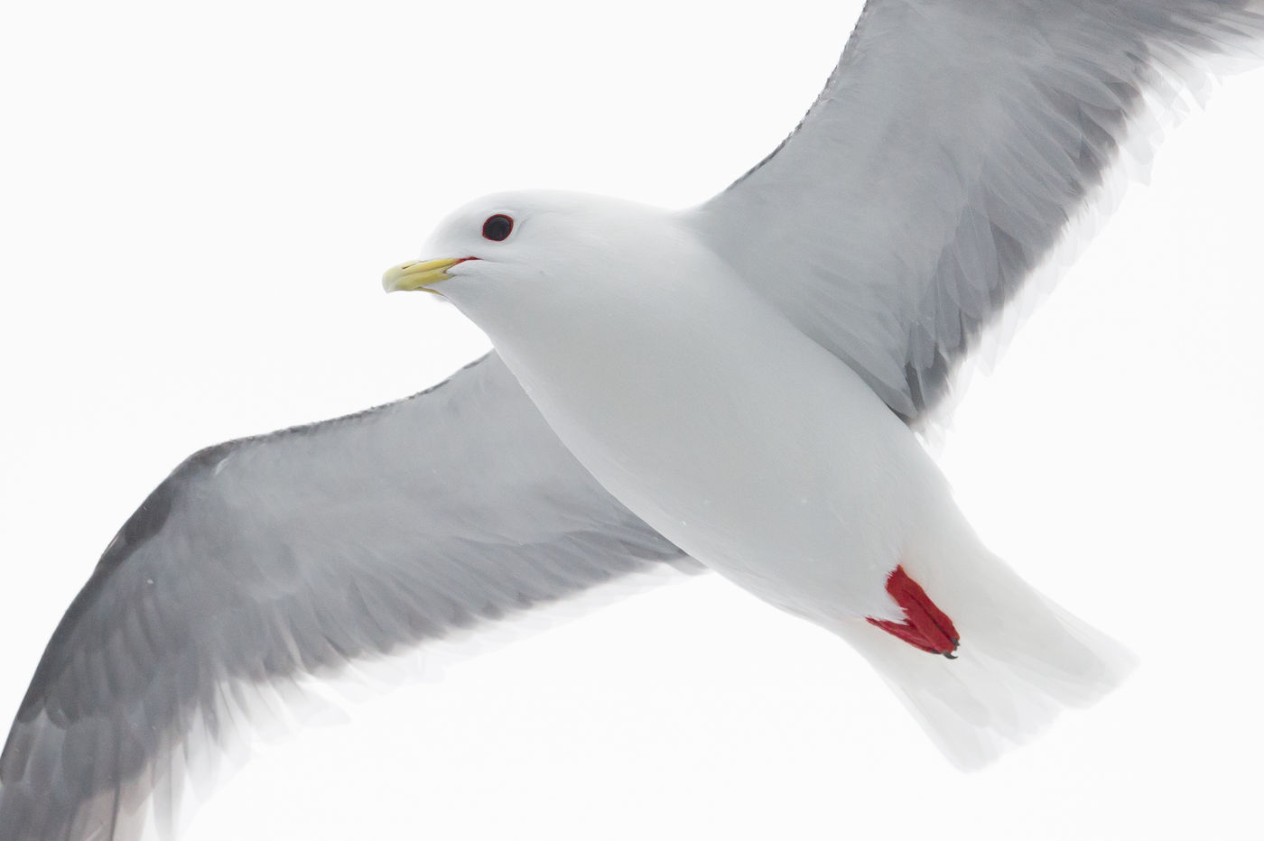 KamtchatkaBillyHerman (211 van 337) Een red-legged kittiwake, een bijzonder zeldzame soort die maar op enkele eilandjes broedt. © Billy Herman