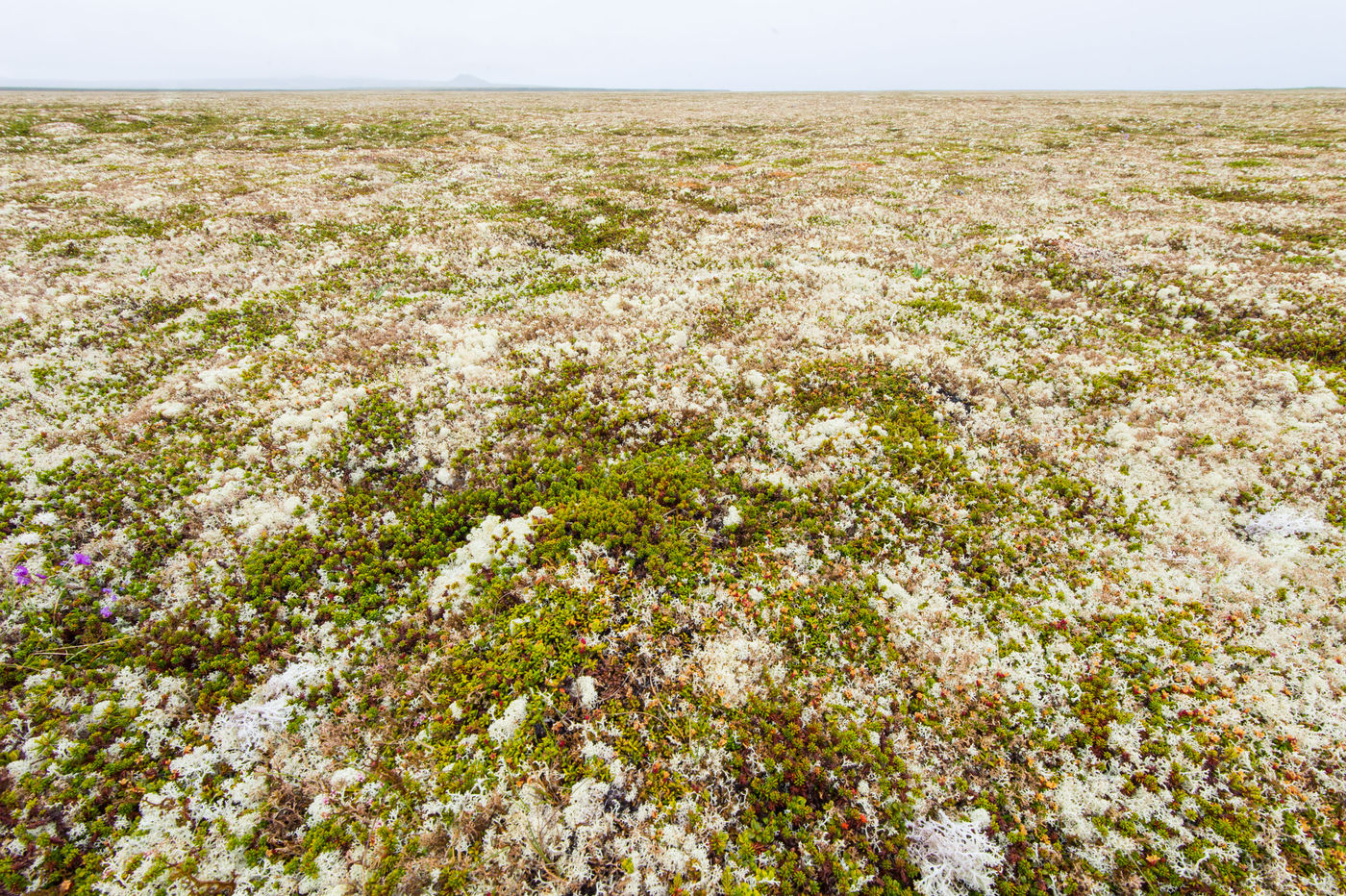 KamtchatkaBillyHerman (217 van 337) De toendra bloeit. © Billy Herman
