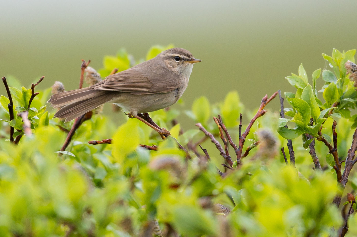 KamtchatkaBillyHerman (221 van 337) Je kent deze bruine boszanger misschien van bij ons als dwaalgast in het najaar, maar hier broeden ze. © Billy Herman