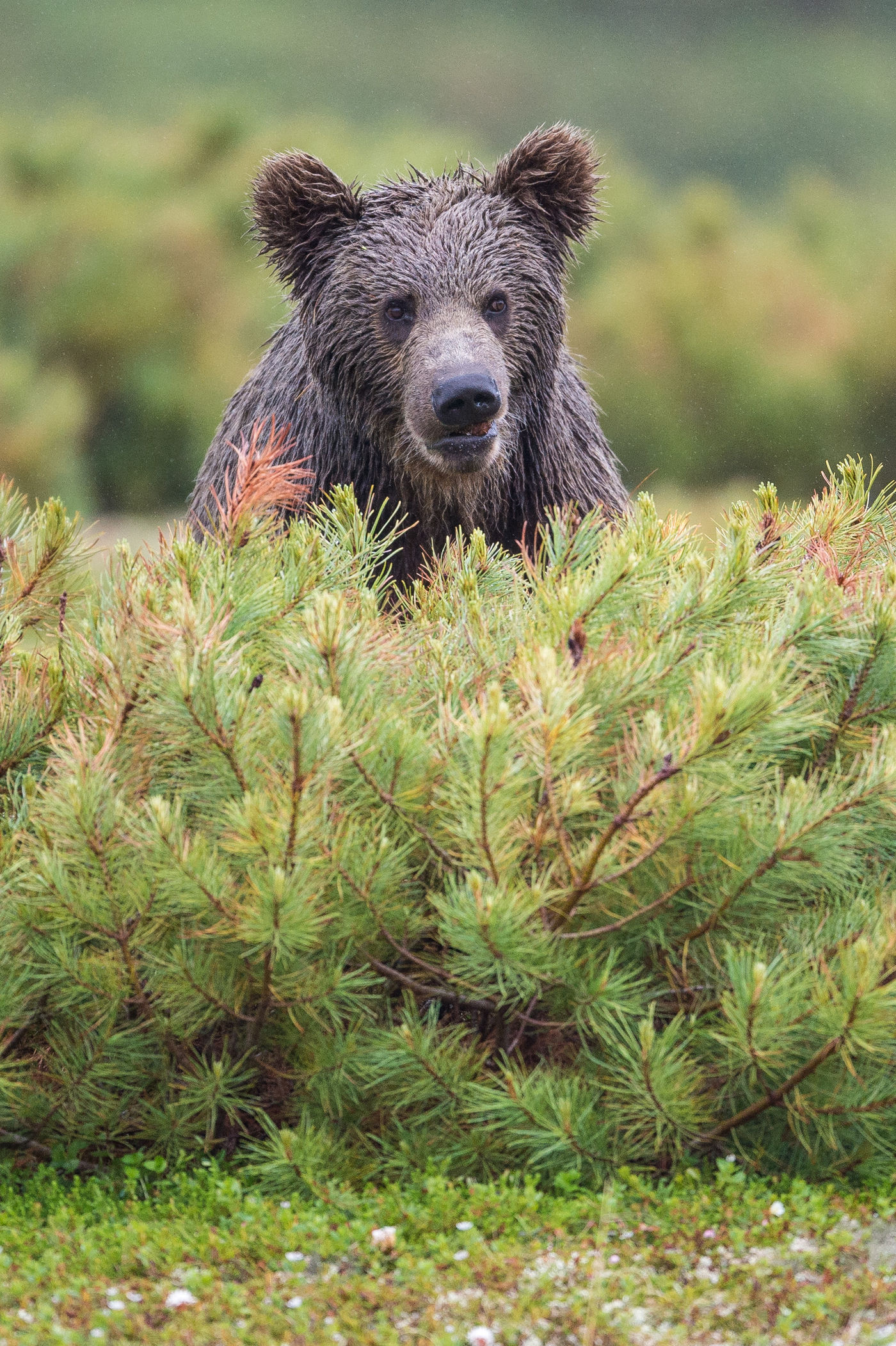 KamtchatkaBillyHerman (241 van 337) Een dichte ontmoeting met een bruine beer. © Billy Herman