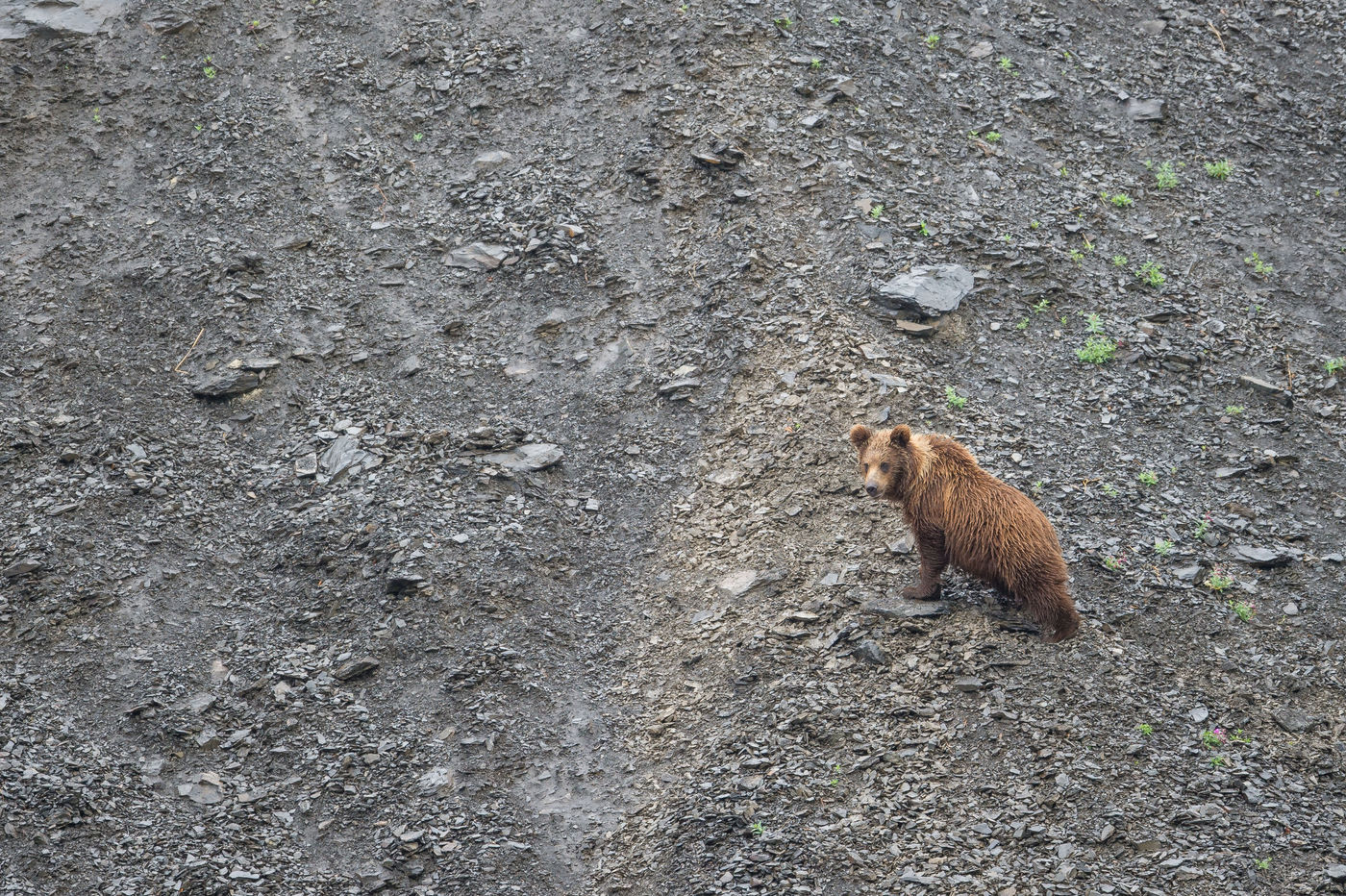 KamtchatkaBillyHerman (250 van 337) De bruine beren van Kamtsjatka zijn groter vanwege hun zalmdieet. © Billy Herman