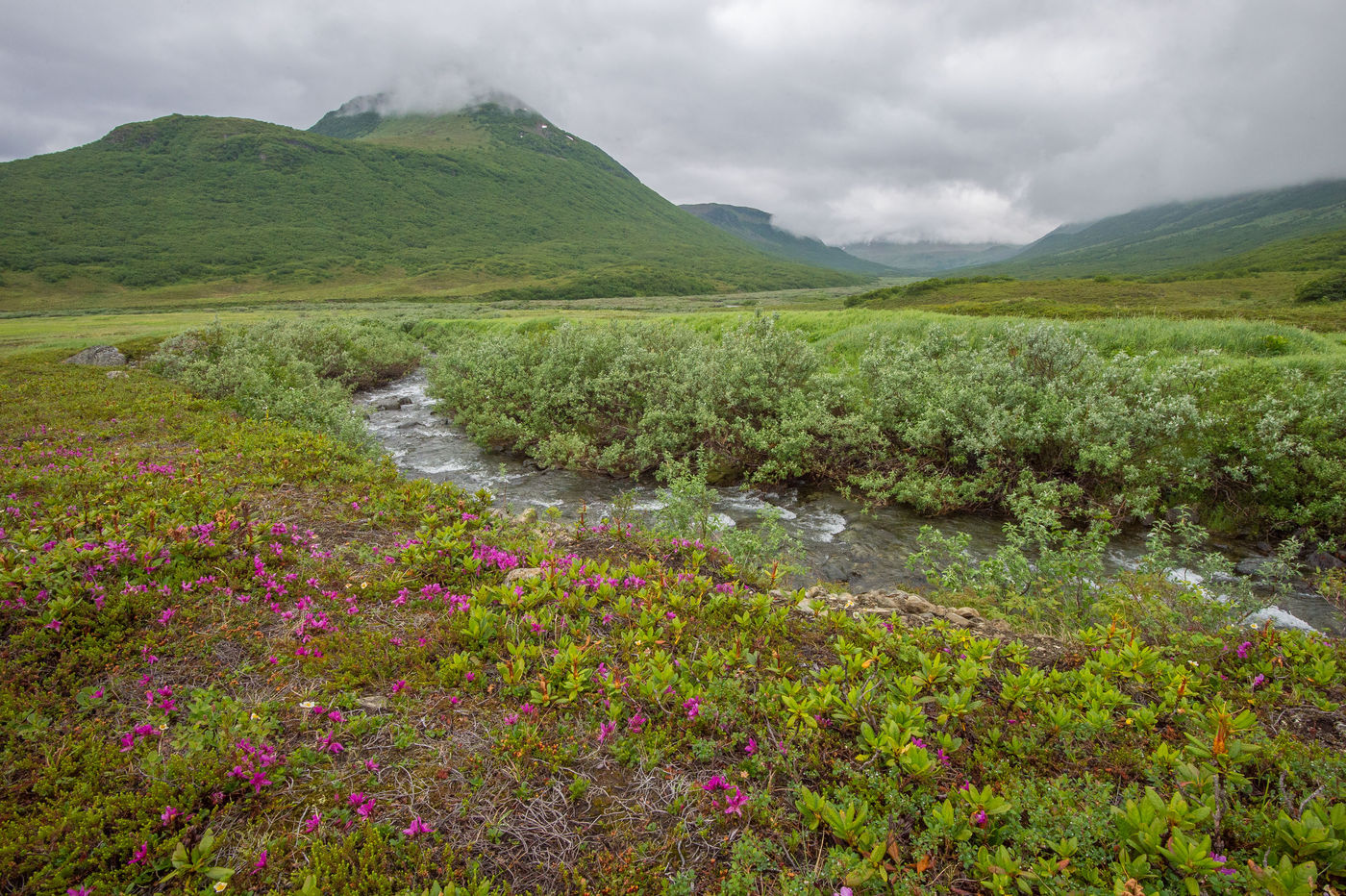 KamtchatkaBillyHerman (261 van 337) De vegetatie is hier nog van ongeziene kwaliteit. © Billy Herman