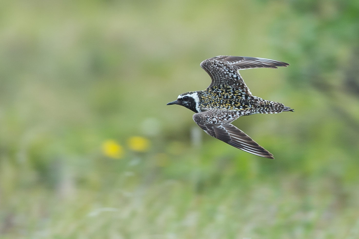 KamtchatkaBillyHerman (289 van 337) Een Aziatische goudplevier in vlucht. © Billy Herman