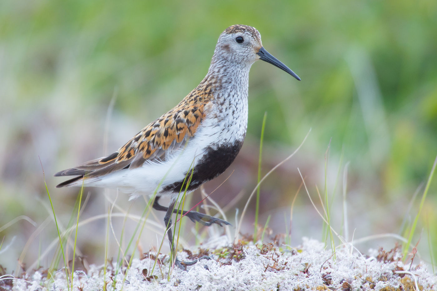 KamtchatkaBillyHerman (291 van 337) Bonte strandlopers broeden rondom de hele Noordpool, en kennen tal van ondersoorten. © Billy Herman