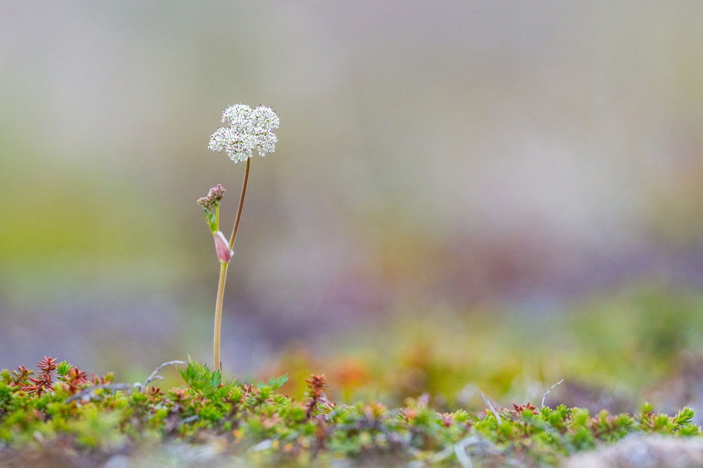 KamtchatkaBillyHerman (294 van 337) Arctische flora stelt nooit teleur. © Billy Herman