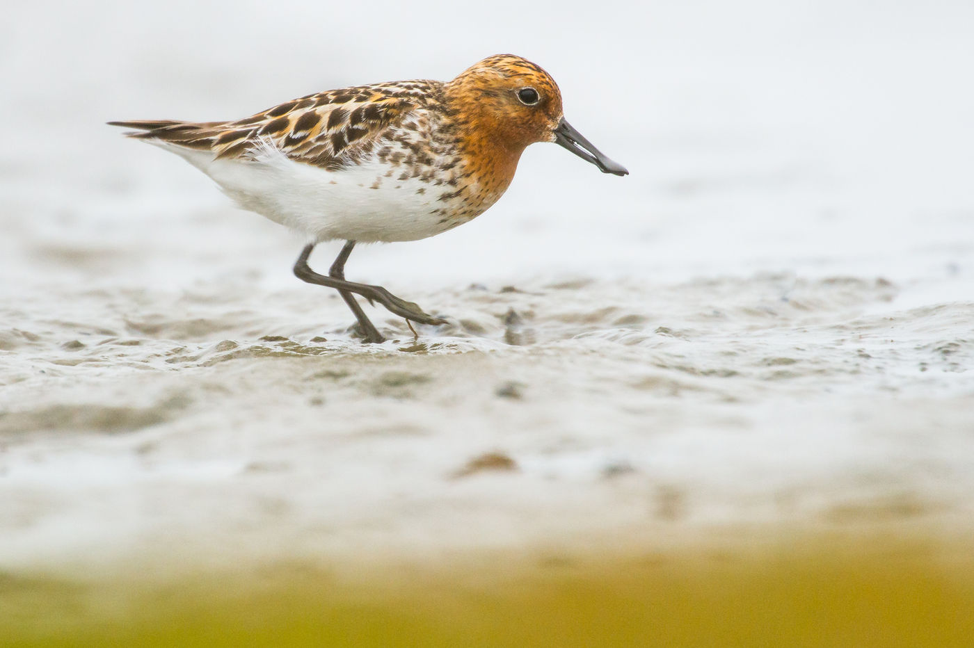 In zomerkleed ziet een lepelbekstrandloper er nog een pak spectaculairder uit. © Billy Herman