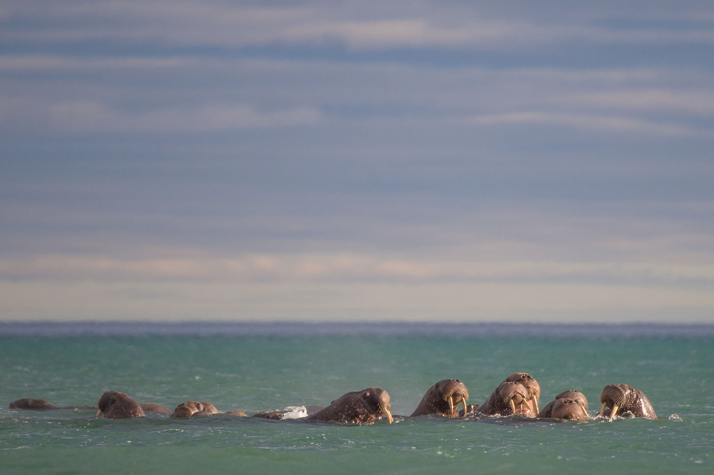 KamtchatkaBillyHerman (329 van 337) Een groep walrussen. © Billy Herman