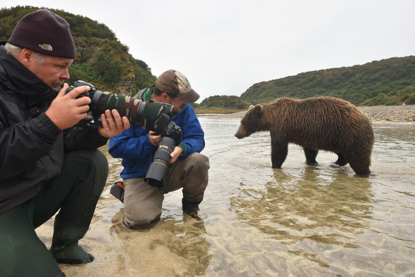 Katmai_Yves-Adams_USA-Alaska_2016_foto-photo_STARLING_reizen-tours_Y84-3239-20160904-4082 Soms komen ze wel erg dicht ... © Yves Adams