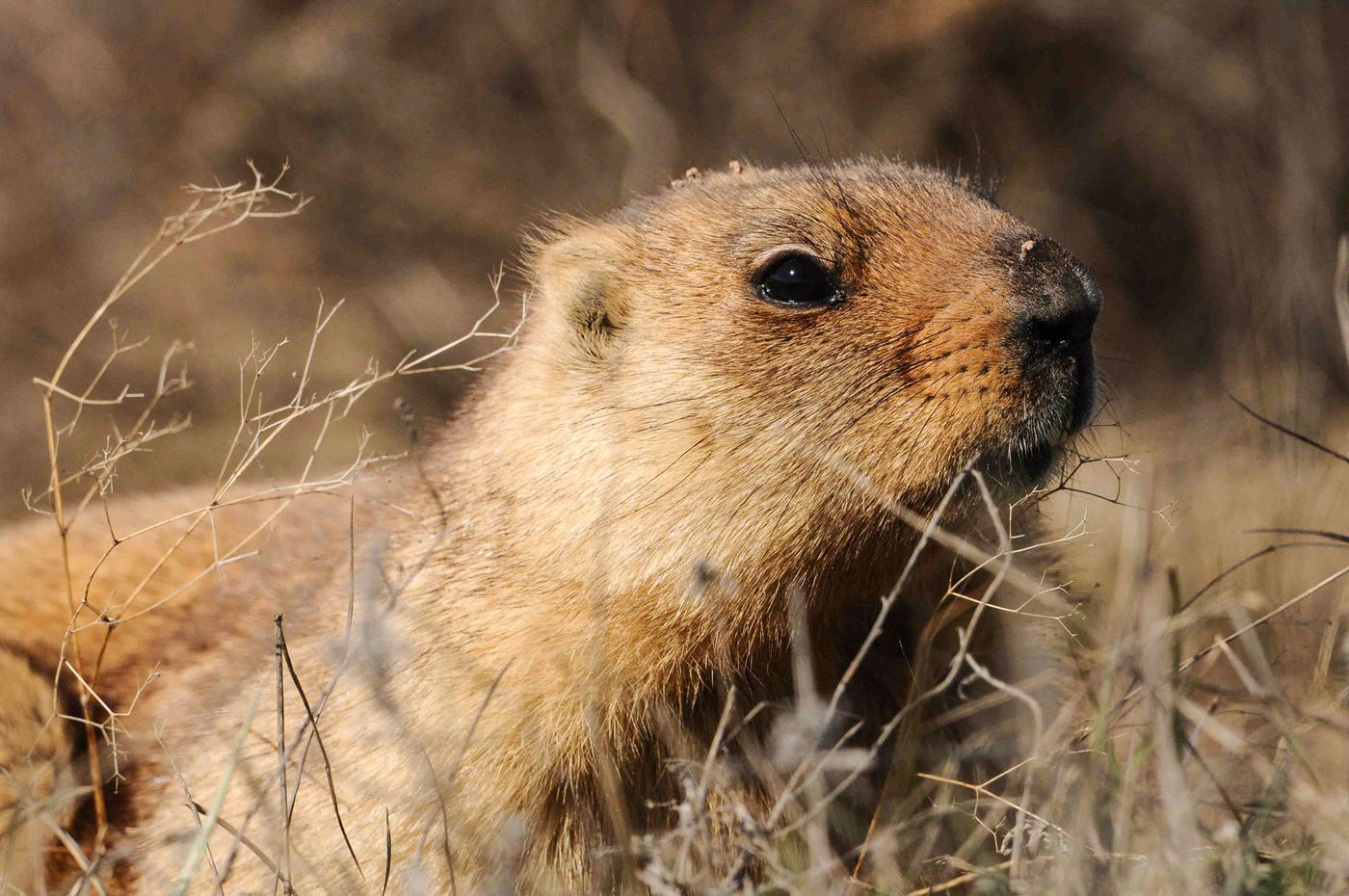 Bobak marmotten komen veel voor op de steppe. © Machiel Valkenburg