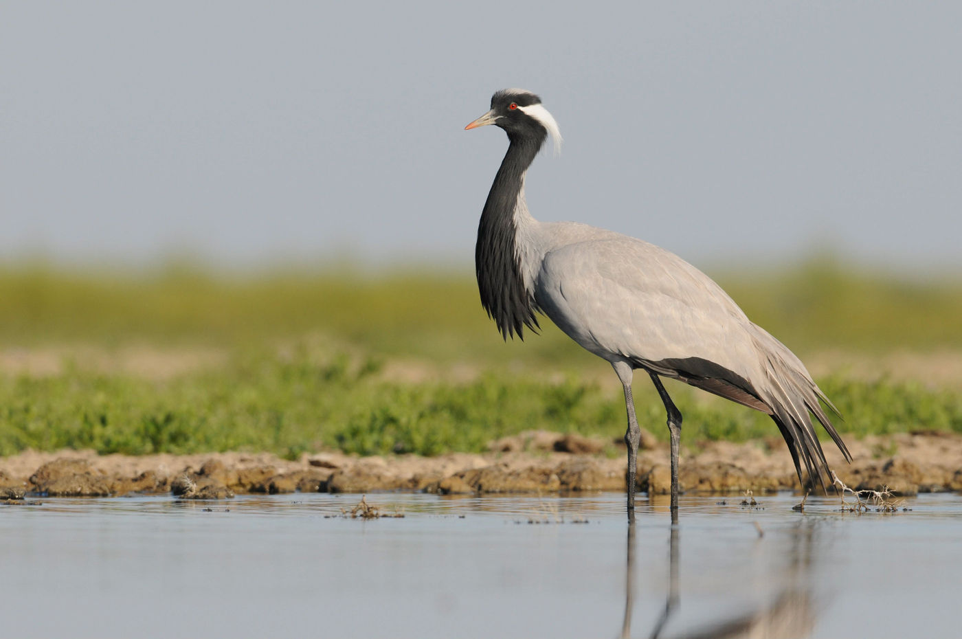 Een jufferkraanvogel aan het steppemeer. © Machiel Valkenburg