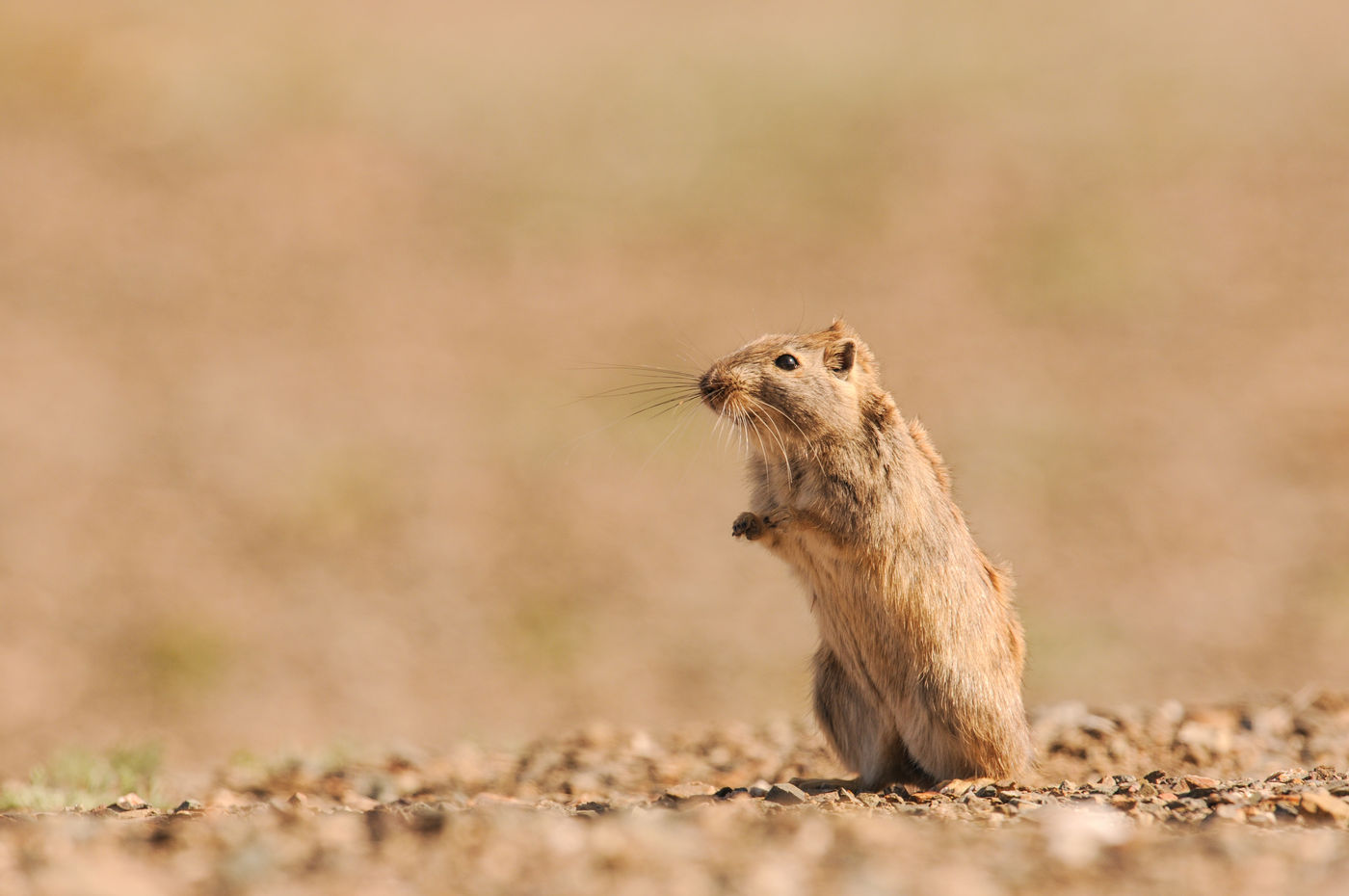 Tal van knaagdieren zijn de voornaamste maaltijd van de roofvogels en grotere vleesetende zoogdieren op de steppe. © Machiel Valkenburg