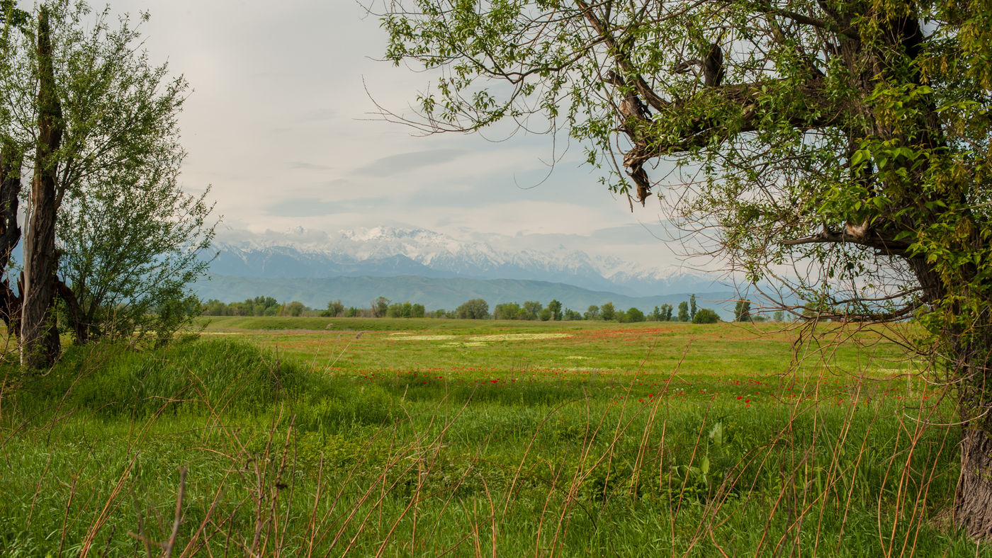 Een vruchtbare vallei aan de voet van de Altai. © Machiel Valkenburg