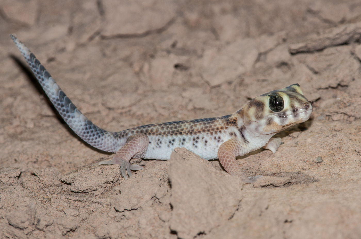 's Nachts komen we met wat geluk mooie reptielen tegen, zoals deze wondergekko. © Machiel Valkenburg