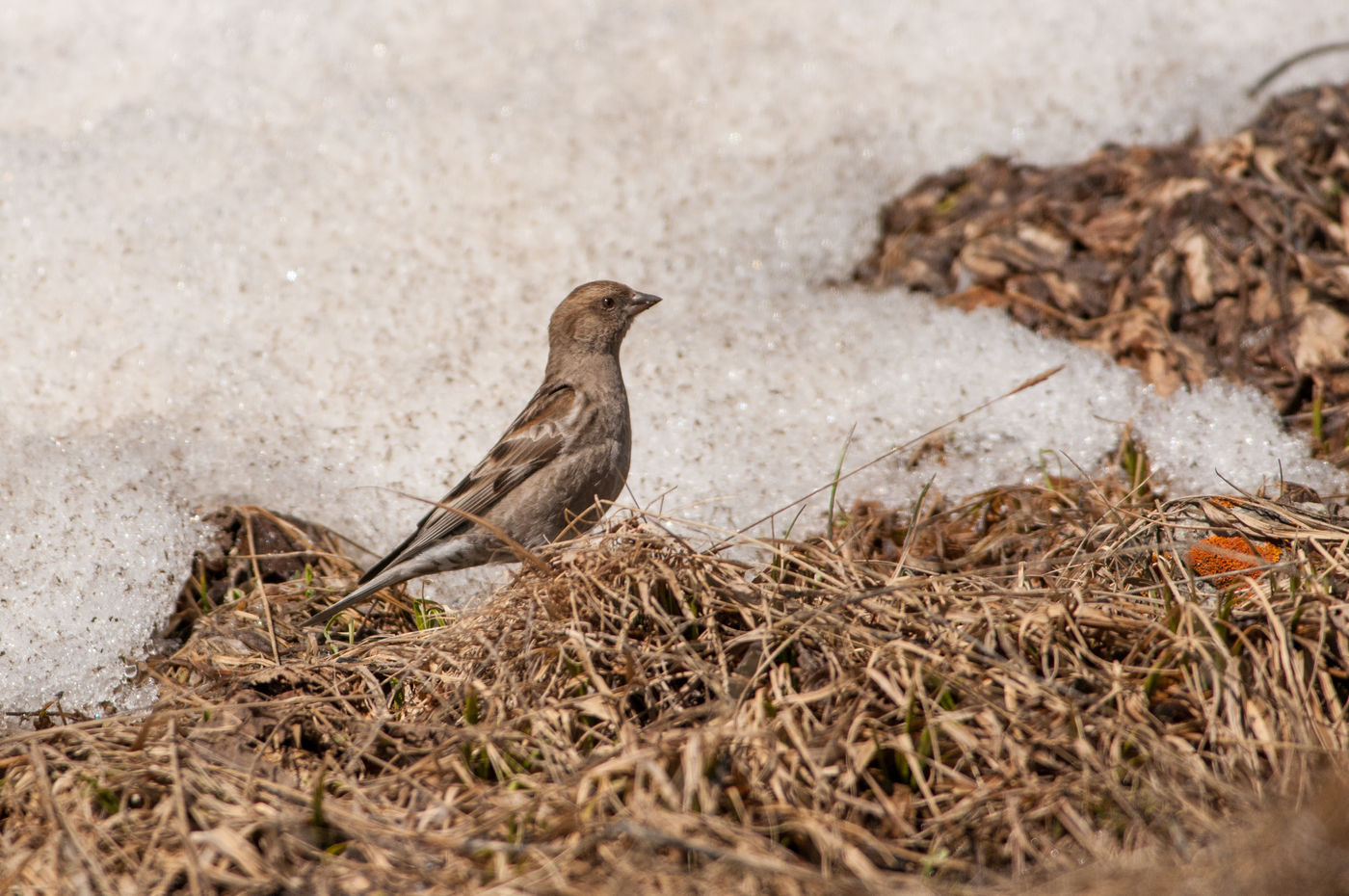 Een hodgsons bergvink aan de sneeuwgrens. © Machiel Valkenburg