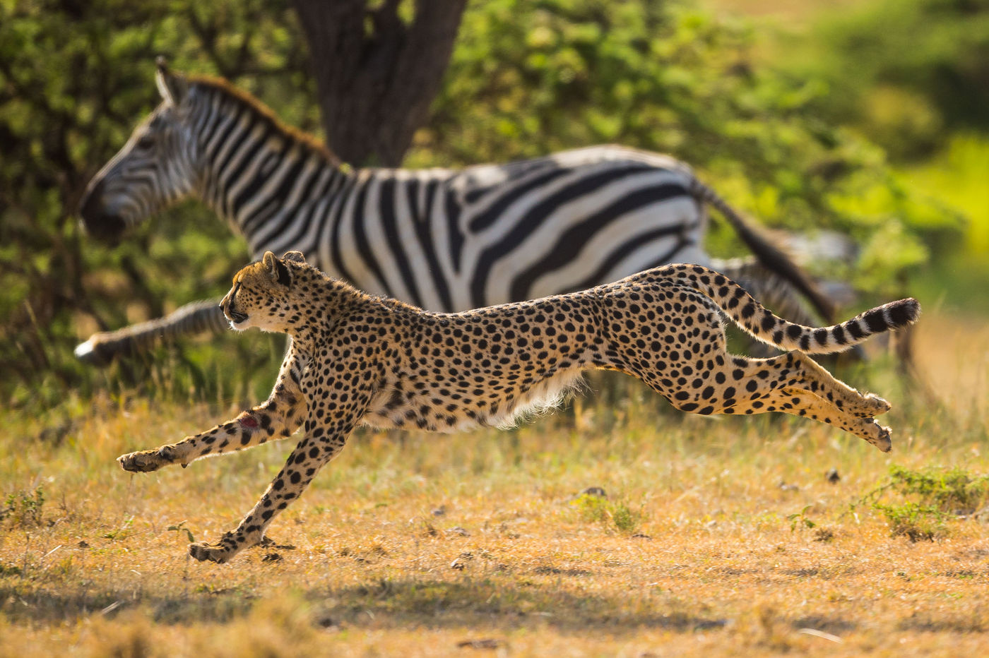 Synchroon lopen. © Billy Herman