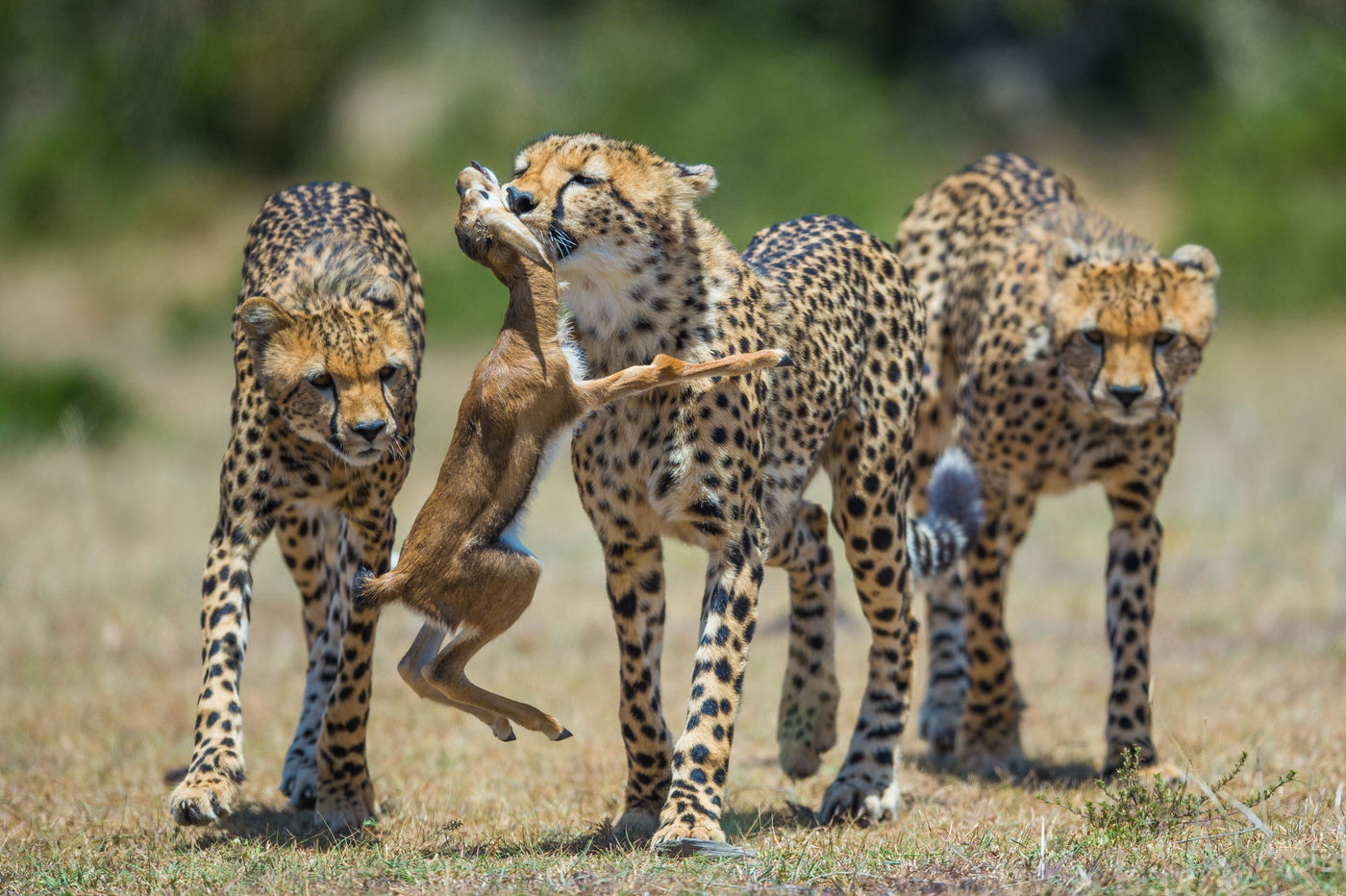 Een kill in levende lijve zien is een niet te beschrijven belevenis. © Billy Herman