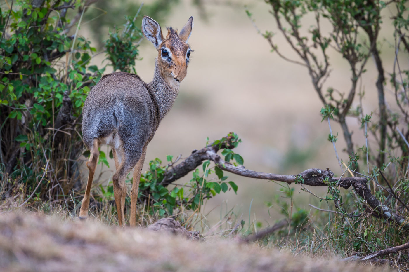 Een dikdik ruikt onraad. © Billy Herman