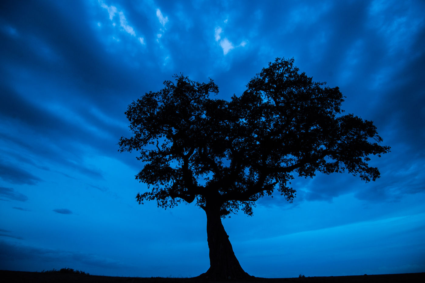 Blue hour lang na zonsondergang zet een majestueuze boom in de verf. © Billy Herman