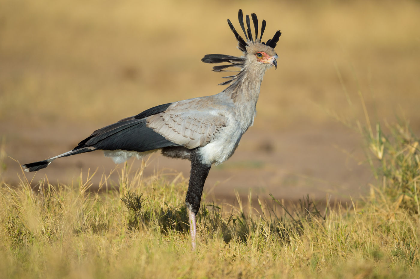 Een secretarisvogel in vol ornaat. © Billy Herman