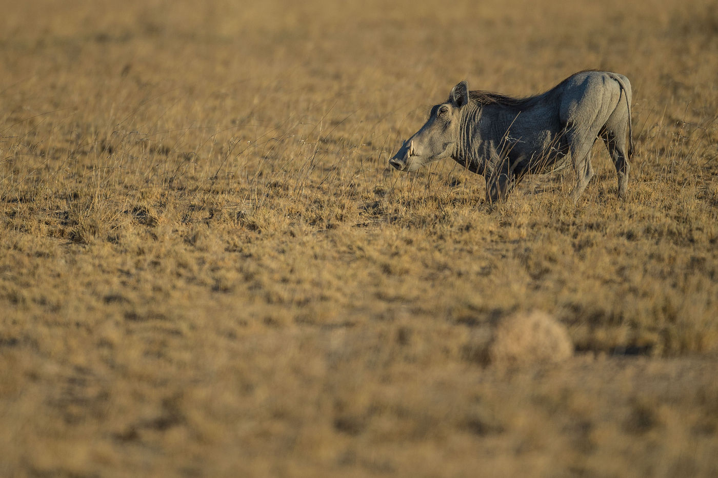 Pumba in actie. © Billy Herman