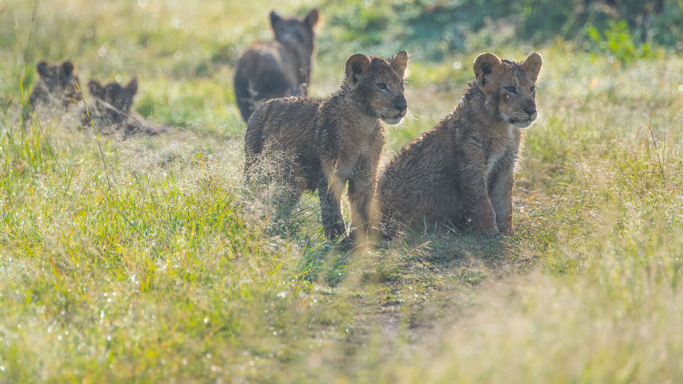 Jonge leeuwen in het bedauwd gras. © Siska Meersman
