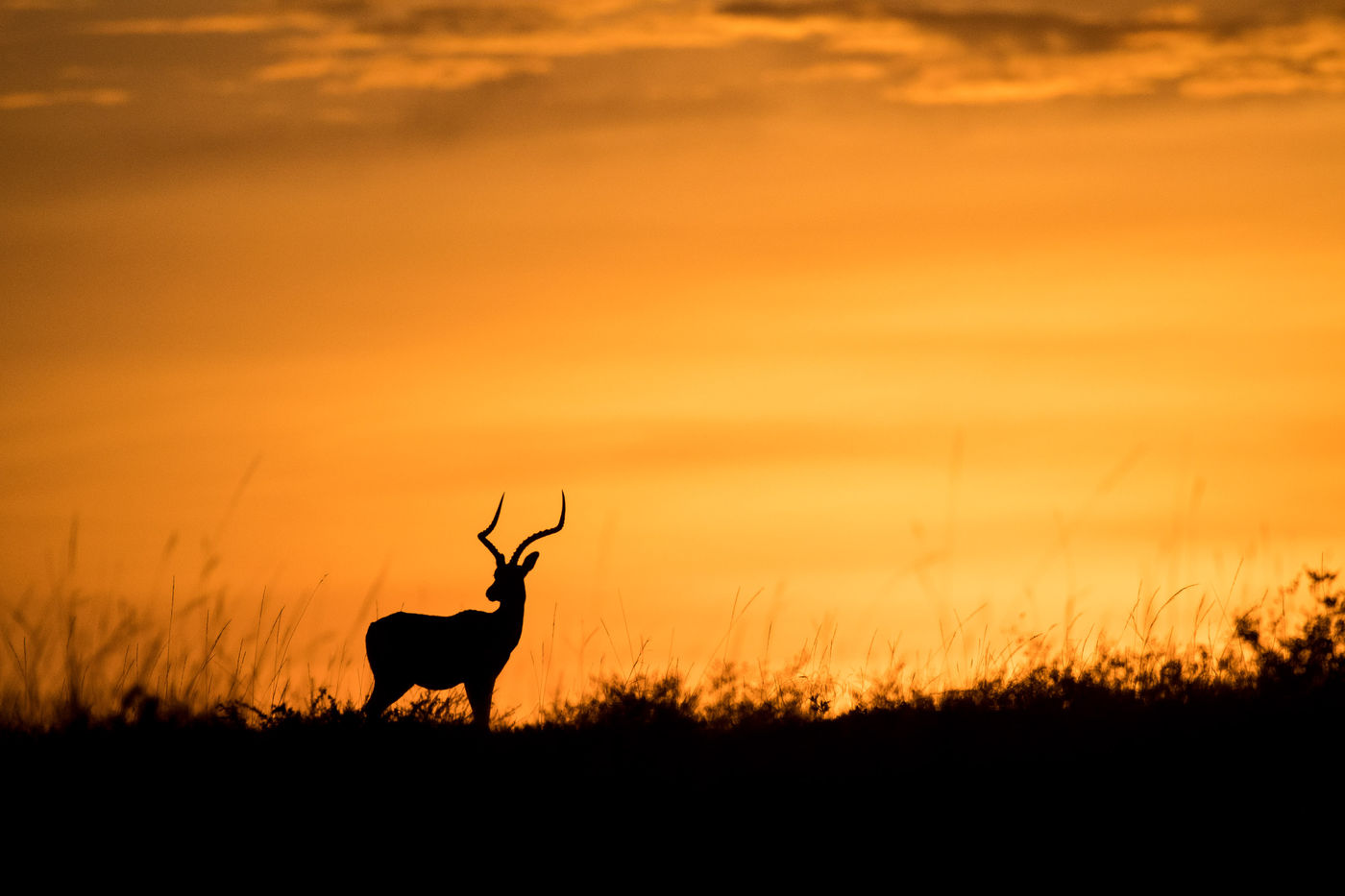 Het silhouet van een impala tegen een oranje lucht is een droombeeld. © Siska Meersman