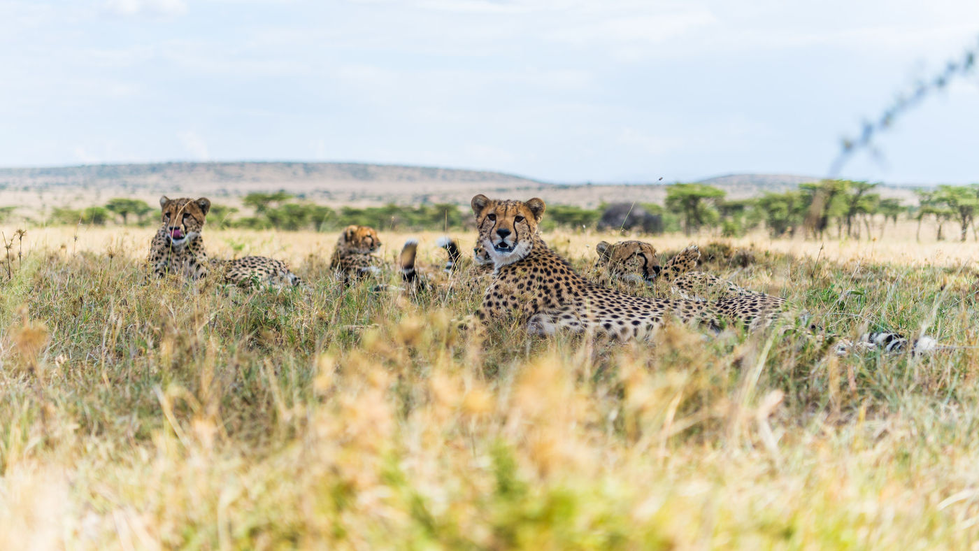 Een laag standpunt met een breedhoek zorgt ervoor dat je een uniek beeld kan maken. Een familie cheetahs in de savanne. © Billy Herman