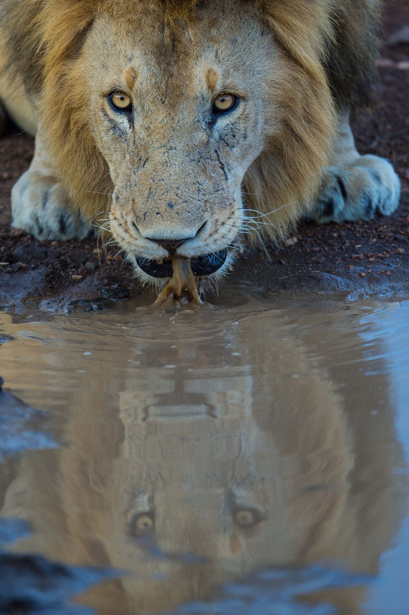 Een drinkende leeuw mooi gespiegeld. © Billy Herman