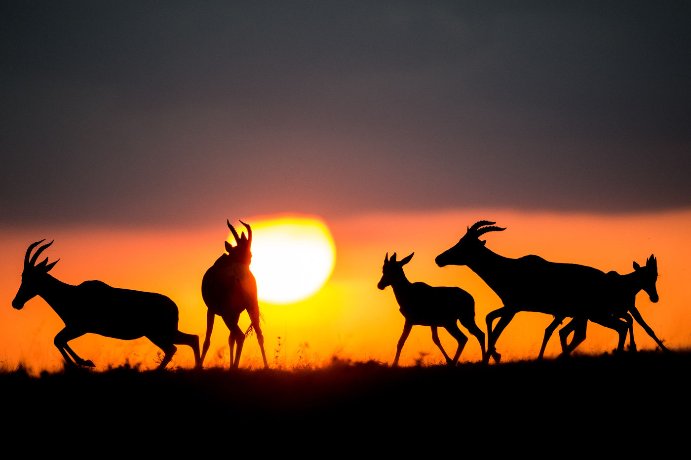 Topi's in het laatste avondlicht. © Billy Herman