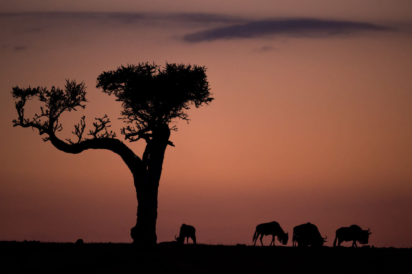 Indrukwekkende boom op de savanne met grazende gnoes. © Billy Herman