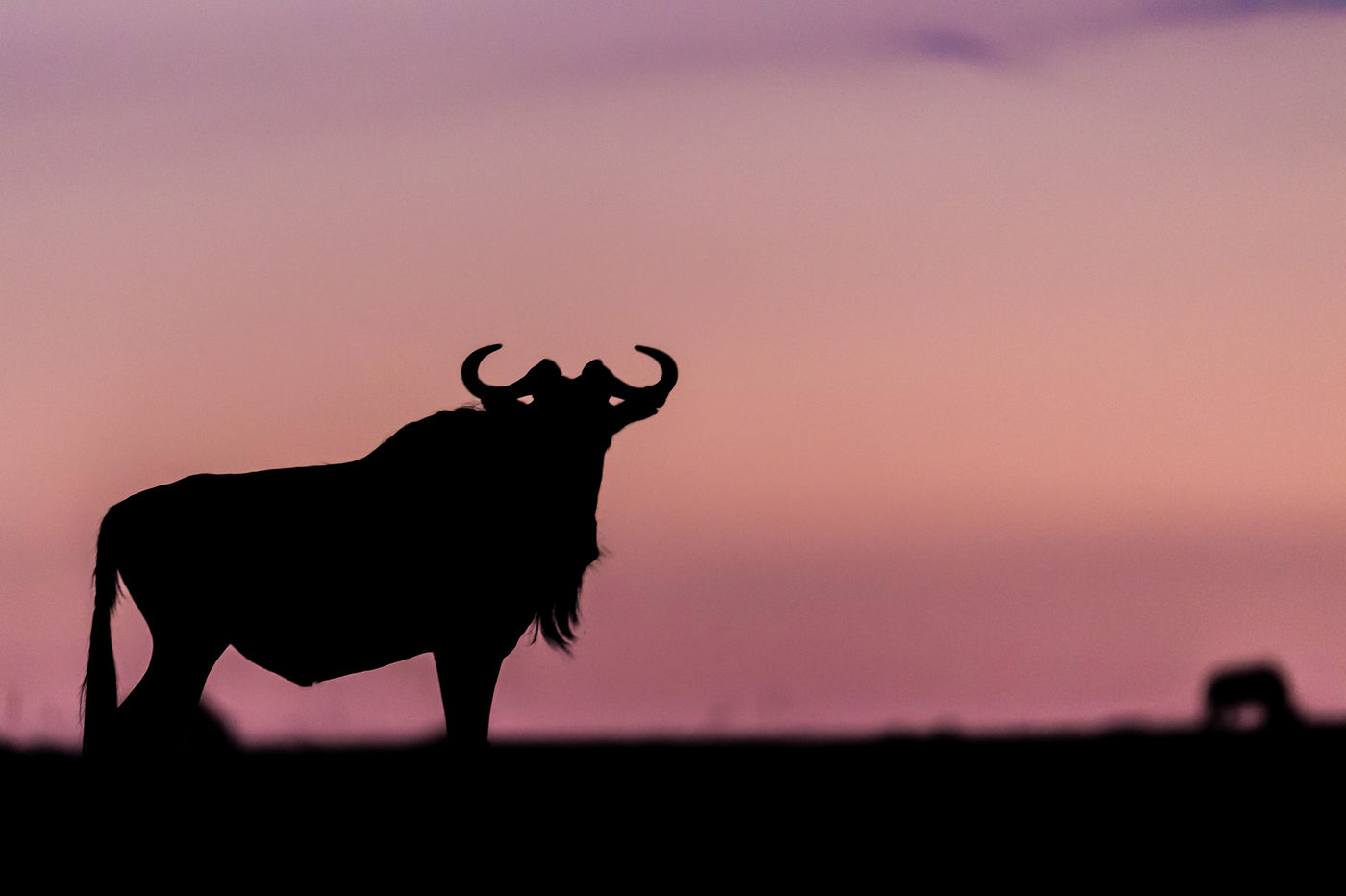 Een gnoe lang voor zonsopkomst. © Billy Herman