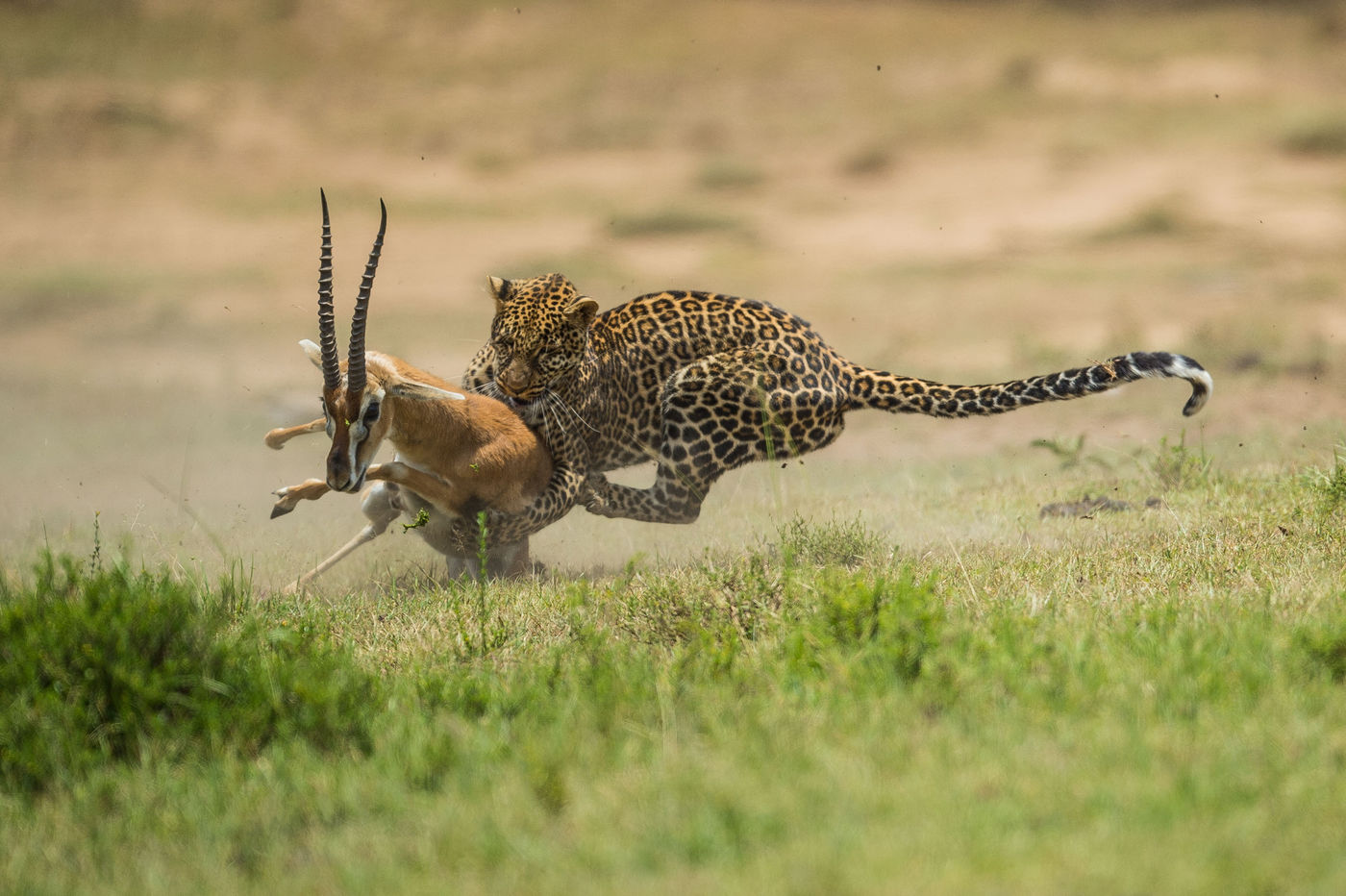 Thuiskomen met dit beeld is een droom die misschien werkelijkheid wordt. © Billy Herman