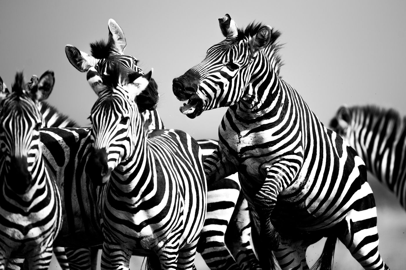 Vechtende zebra's! © Billy Herman