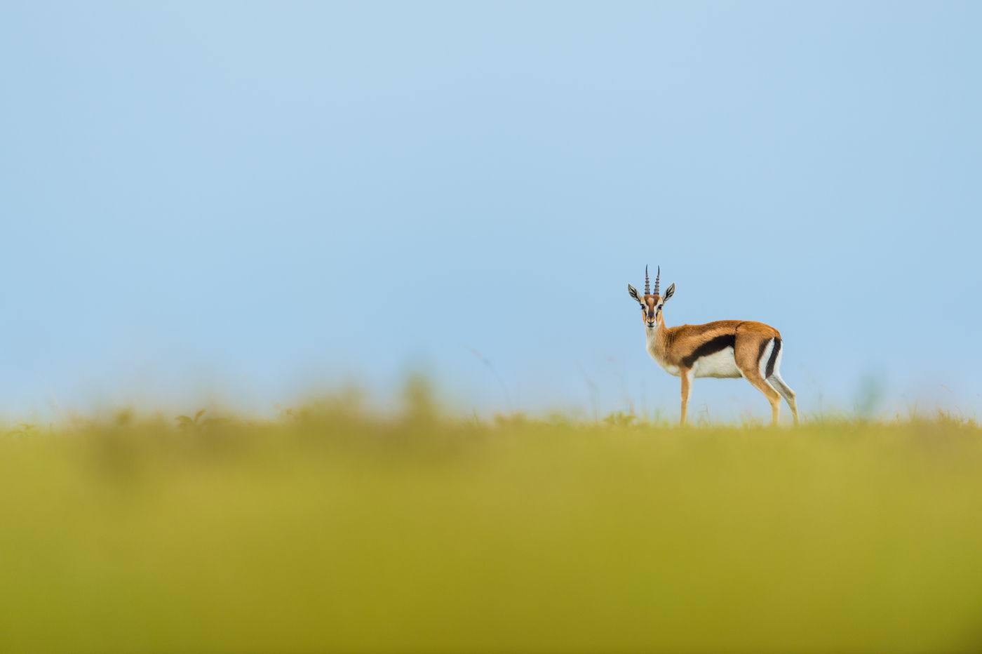 De lage standpunten zorgen voor unieke beelden. © Billy Herman