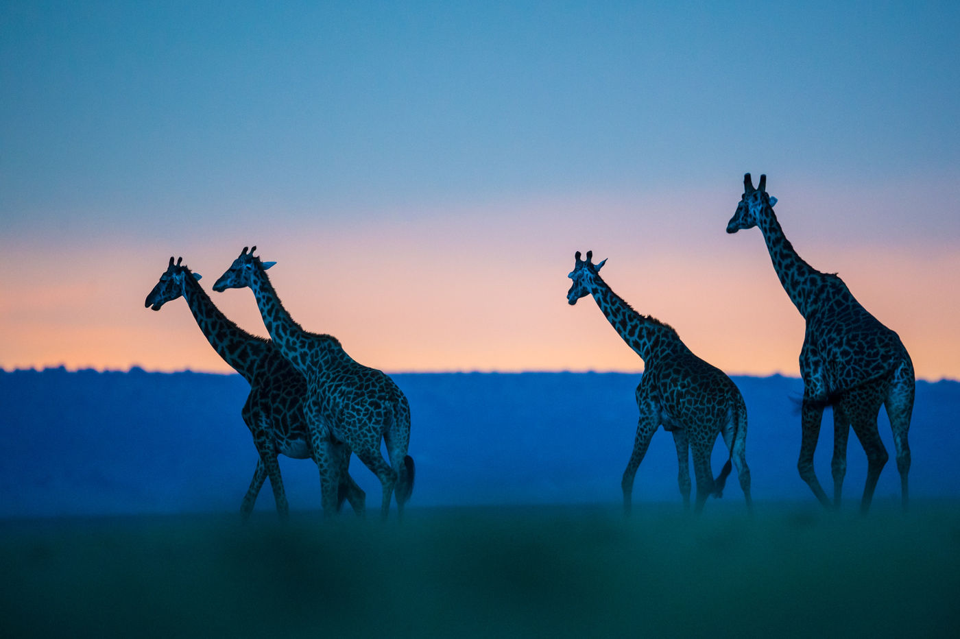 Giraffen zijn de meest bizarre verschijningen van de savanne. © Billy Herman