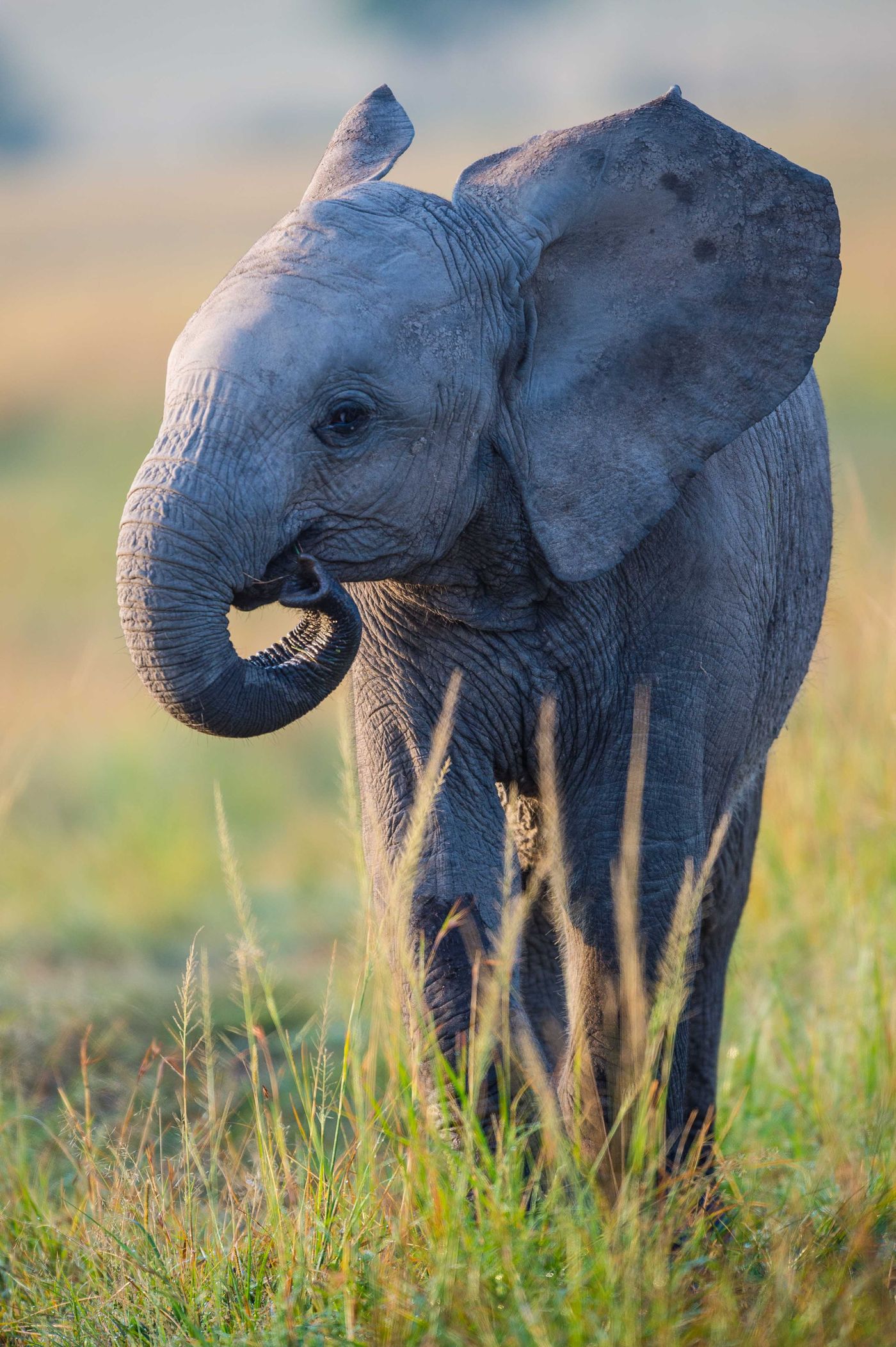 Ook Dumbo loopt rond op de savanne. © Billy Herman
