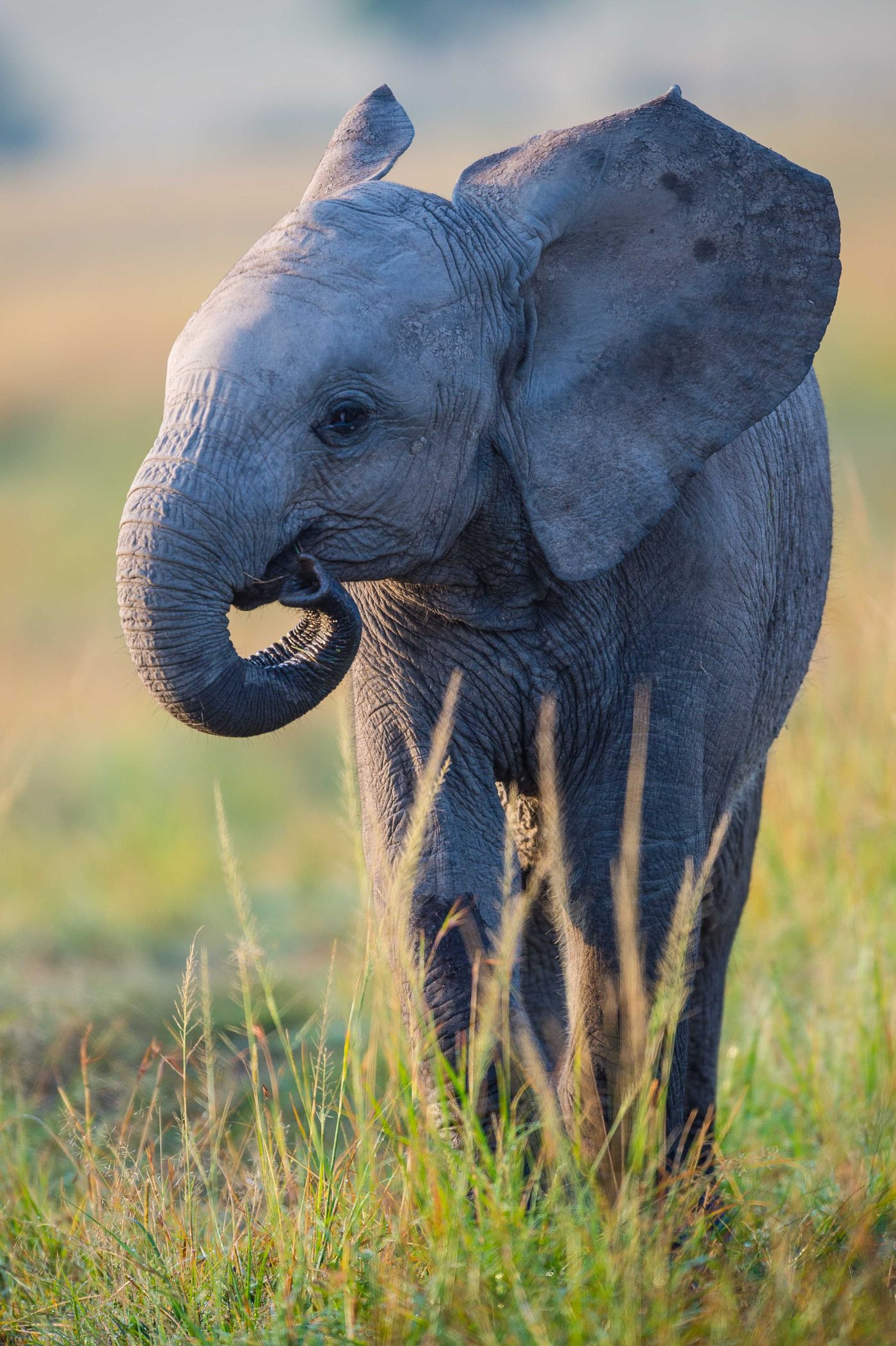 KeniaBillySiska (81 van 147) Ook Dumbo loopt rond op de savanne. © Billy Herman