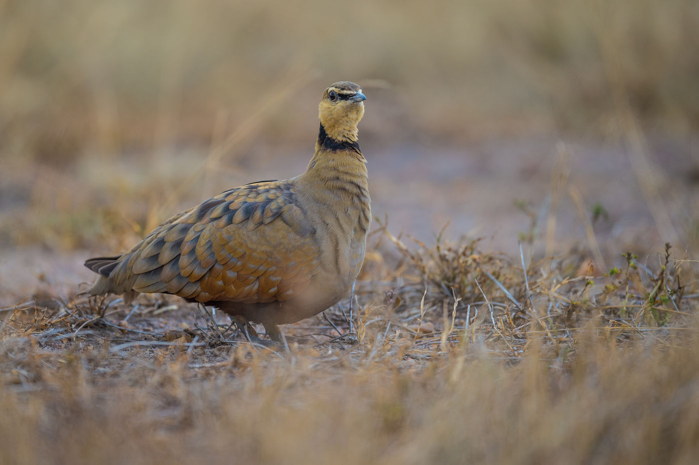 Een yellow-throated sandgrouse is een van de typerende vogels van de steppes. © Billy Herman