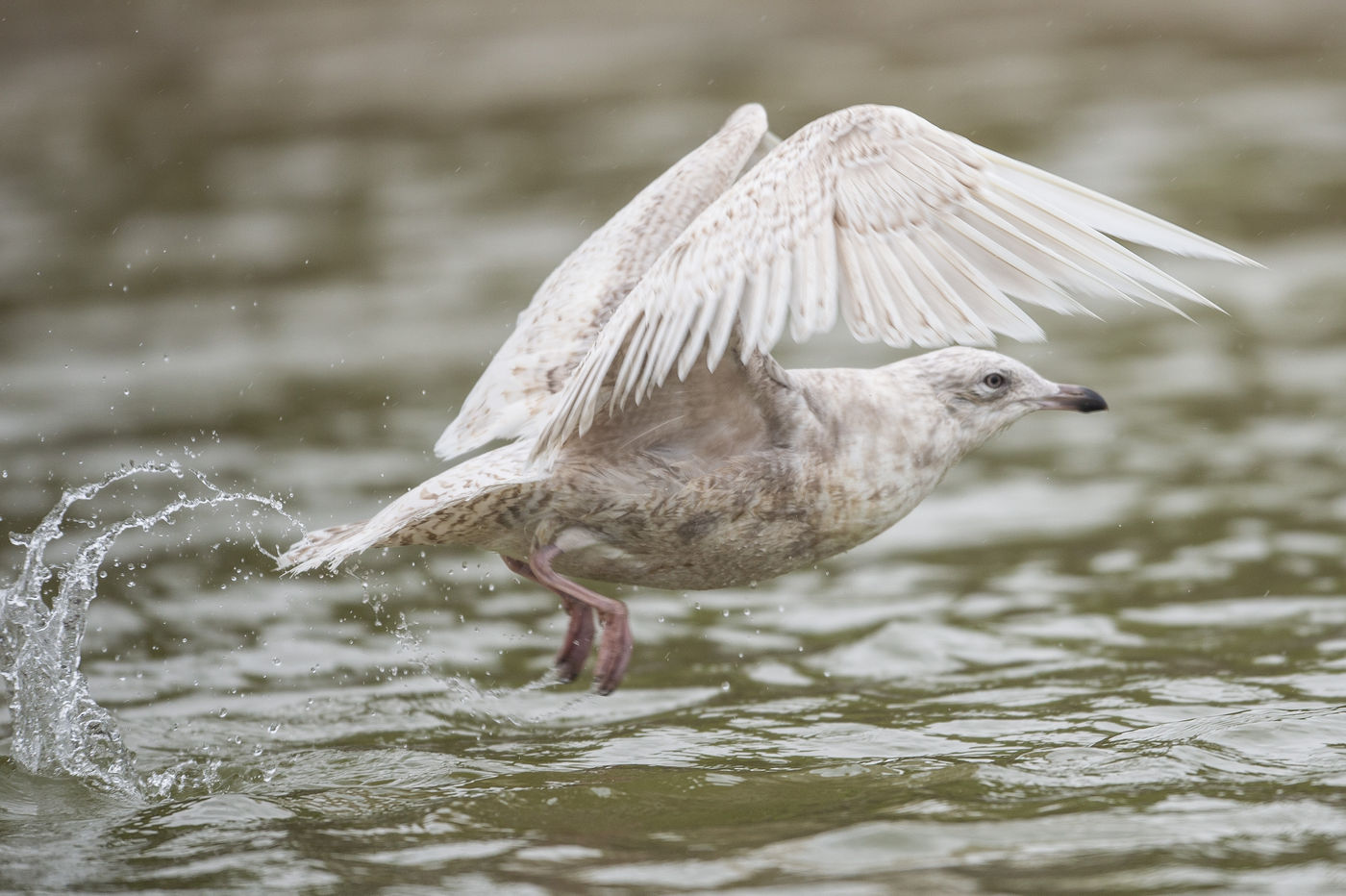 Een kleine burgemeester, een van de meerdere soorten noordelijke meeuwen die hier tijdens de winter kunnen worden waargenomen. © Billy Herman