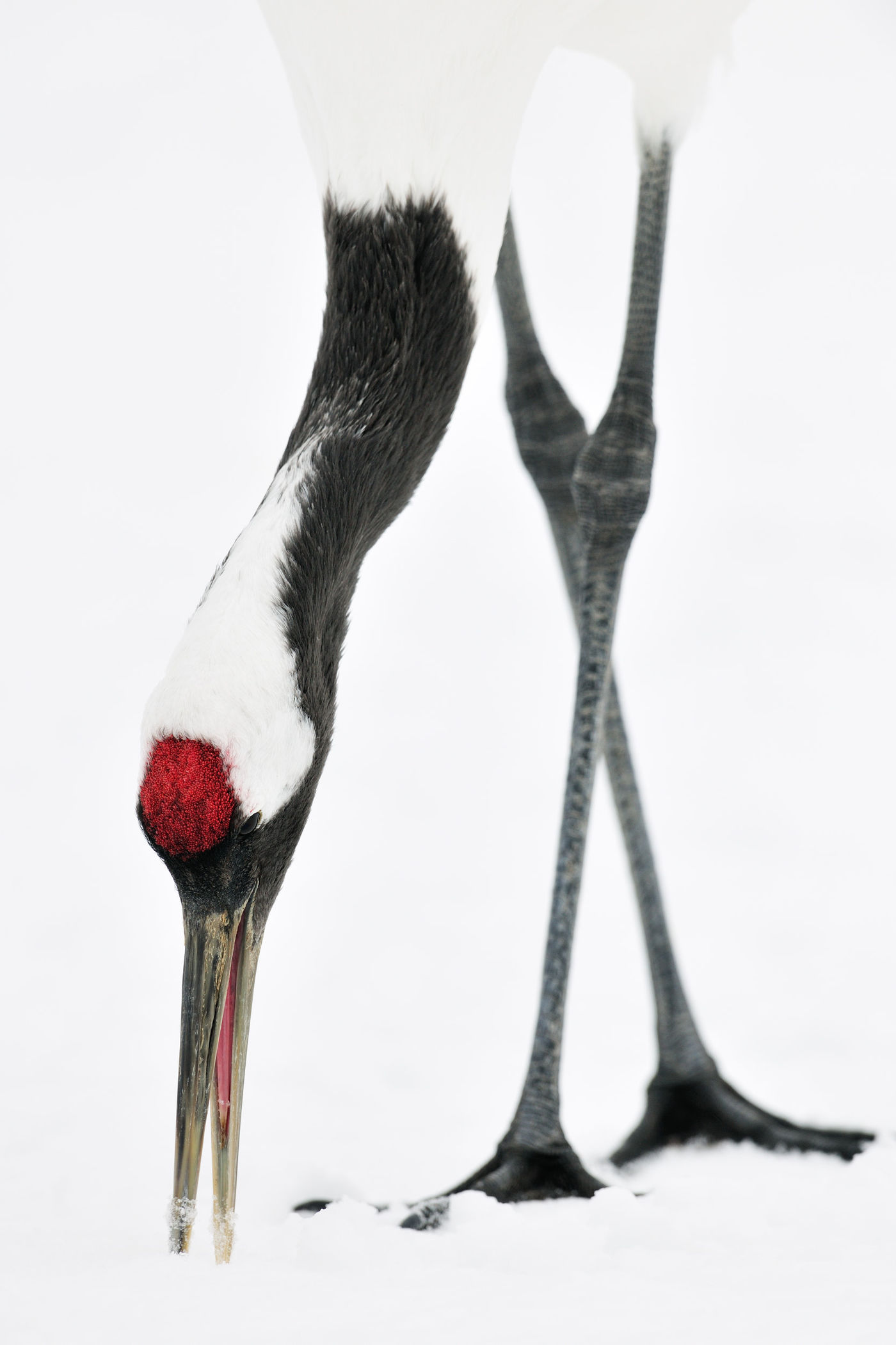 Close-up van een red-crowned crane. © Yves Adams