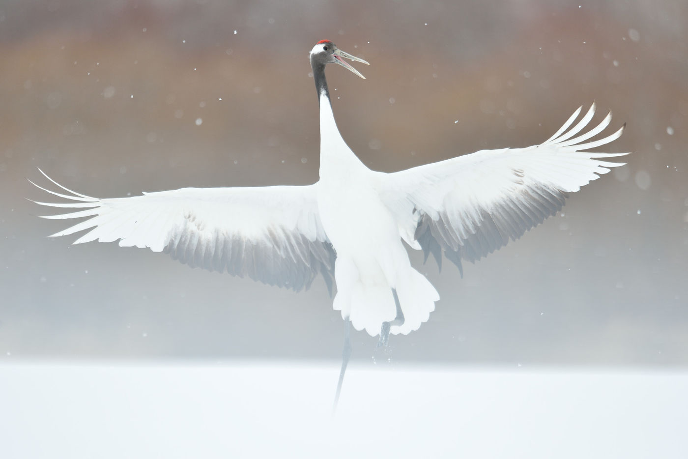 Een red-crowned crane zet de landing in. © Yves Adams